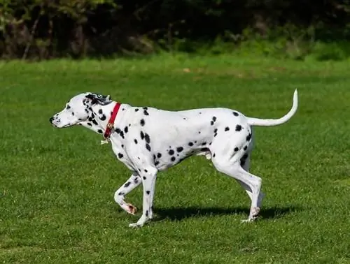 dalmatian luar ruangan