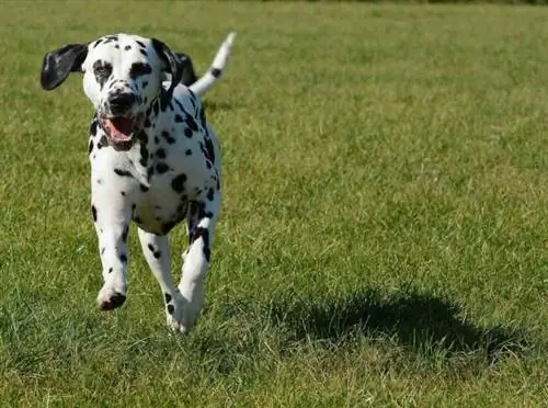 Dalmatian berlari