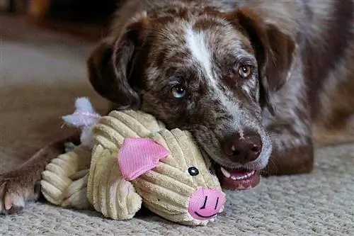 Hond speelt met een varken speelgoed