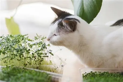 Pişiklər Arugula yeyə bilərmi? Baytar tərəfindən nəzərdən keçirilmiş sağlamlıq & Təhlükəsizlik Bələdçisi