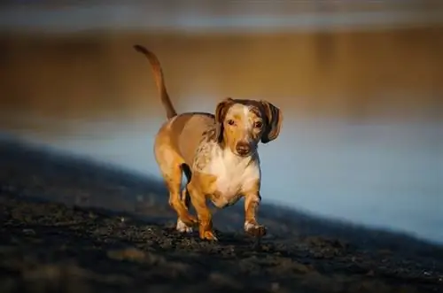 Dobbelt dapple gravhund: fakta, oprindelse & Historie (med billeder)