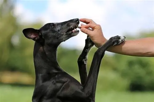 resipi merawat anjing tanpa bijirin