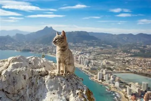 150 İspanyol Kedi İsmi: Kediniz İçin En Çok Seçtiklerimiz (Anlamlarıyla birlikte)