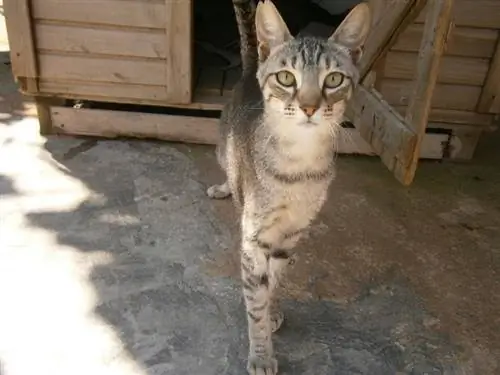 gato saindo da casa do gato