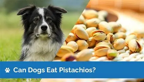 Kan hunde spise pistacienødder? Er der nogen risici?