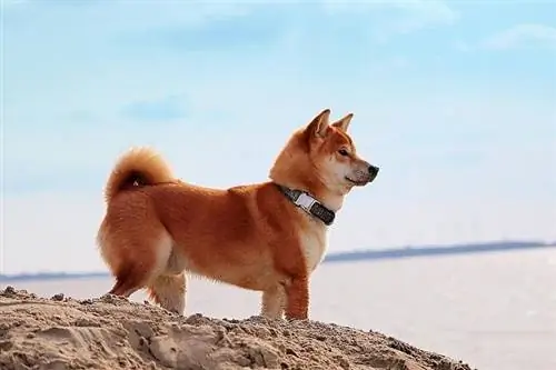 Red Shiba Inu: nuotraukos, faktai & Istorija