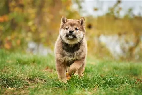 Szczeniak shiba inu w kolorze sezamu w jesiennych liściach