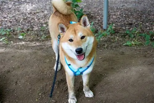 czerwony sezam shiba inu pies spójrz w kamerę