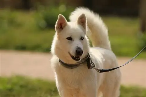 Siberian husky kwenye leash