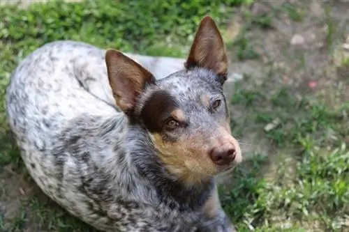 Cão de gado australiano