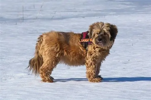 terrier tibetian