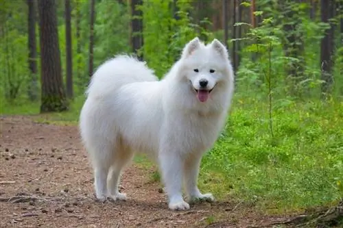 Perro samoyedo en el bosque de verano