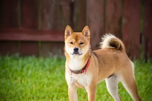 shiba inu amesimama nje