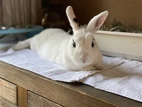 Blanc De Hotot Rabbit