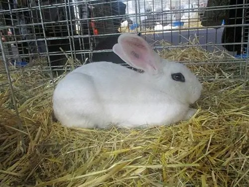 Blanc de Hotot Rabbit