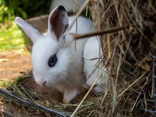 Conill blanc hotot a la caseta sobre herba seca