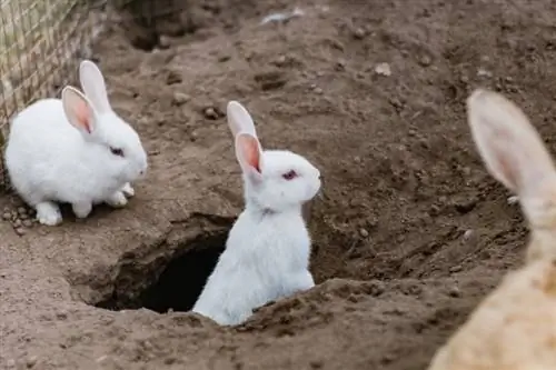 lapin creusant un trou