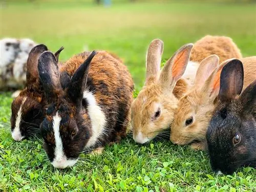 Vielzahl von Kaninchen, die Gras fressen