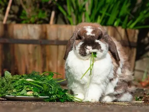 Kaninchen frisst Blattgemüse