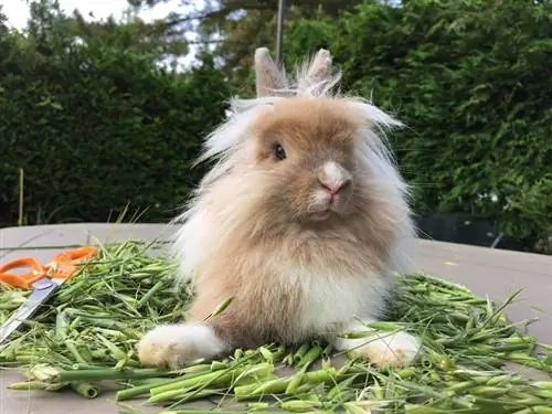 Löwenkopfkaninchen mit Futter