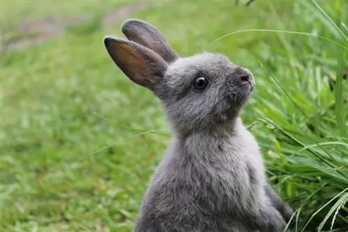 Mini Rex Rabbit በሳር ውስጥ ቆሞ