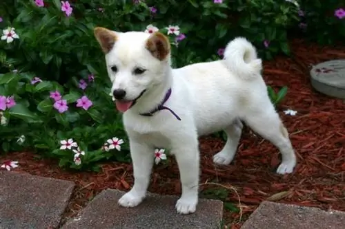 Shiba Inu-puppy in de tuin