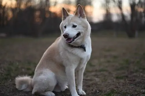 crema shiba inu en el parque para perros