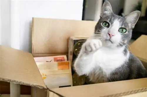 Chat mignon assis dans une boîte pleine de friandises pour chats