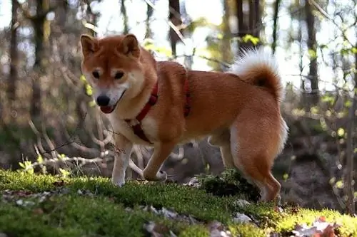 shiba inu på en sele som går i skogen