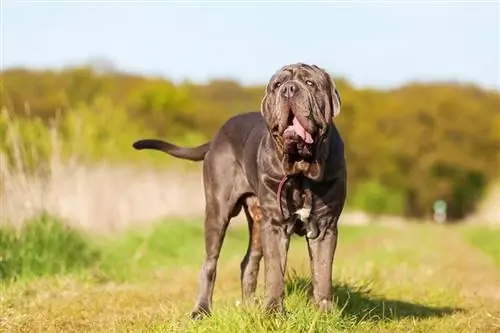 Neapolitan Mastiff sawv hauv cov nyom