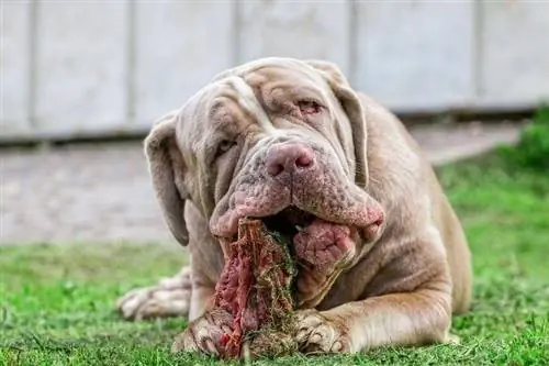 Νεαρός ναπολιτάνικος σκύλος Mastiff ξαπλωμένος σε ένα λιβάδι_APS Photography_shutterstock