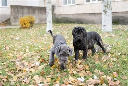 këlysh mastiff neapolitane gri dhe të zinj