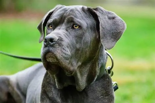 Neapolitan Mastiff itini bağlayın