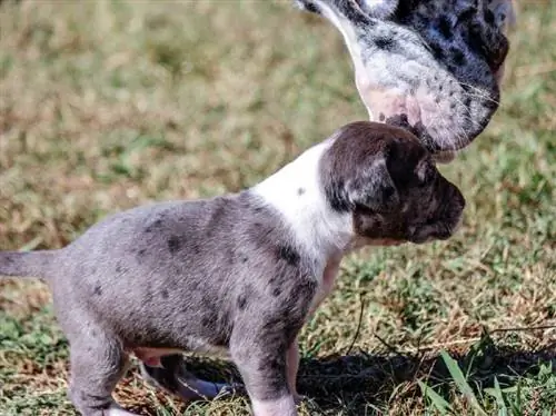 Ilang Tuta Mayroon ang Great Danes? Ang Nakakagulat na Sagot