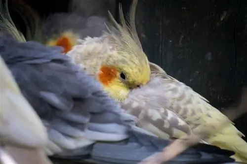 Cockatiel Parkit