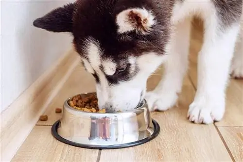 Cara Mendapatkan Anak Anjing Makan Makanan Kering dalam 10 Langkah Mudah