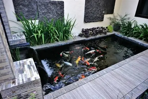 koi fiskedam