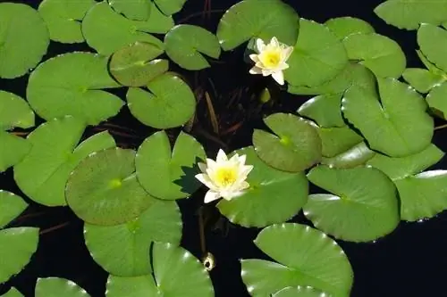 nenúfares na lagoa