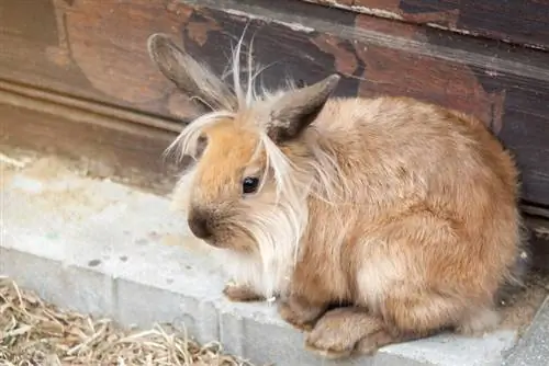 Löwenkopfkaninchen ruht