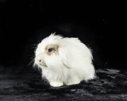 Dawb American Fuzzy Lop luav