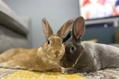 Cute Mini Rex նապաստակ փակ սենյակում