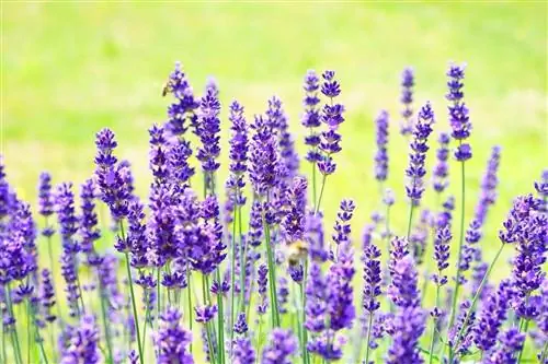 lavender ተክል