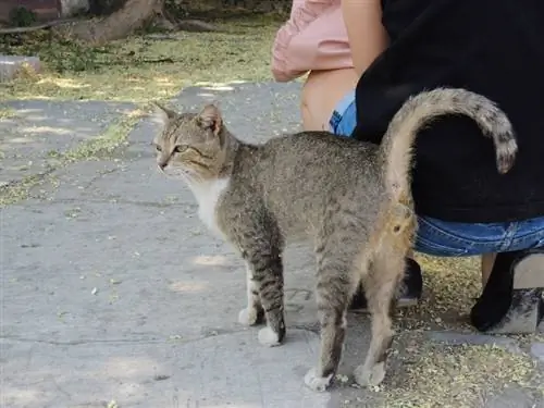 pisică care stă lângă proprietar