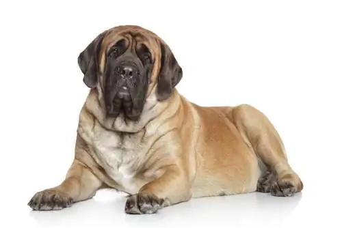 english mastiff