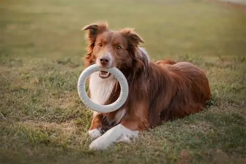 Brauner Hund liegt mit Spielzeug