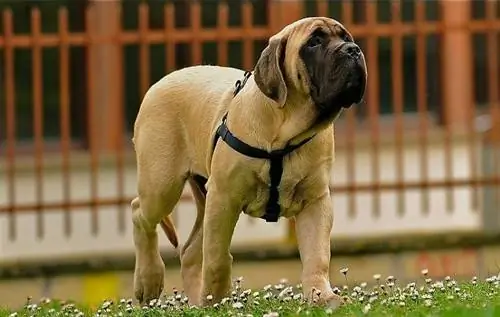 Engelse Mastiff