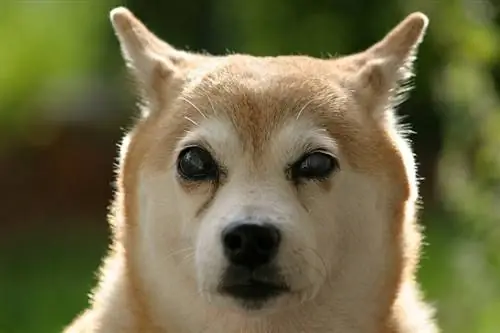 կույր shiba inu