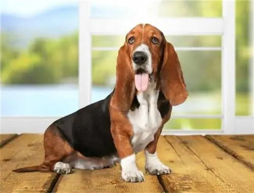 Cât trăiesc Basset Hounds? Durată medie de viață, date & Îngrijire