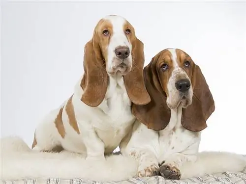 Twee Europese bassethonden