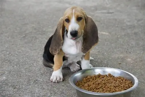 Basset Hound Welpe leckt sich die Lippen, nachdem er eine große Schüssel Trockenfutter gefüttert hat